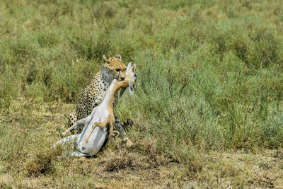 Cheetah male