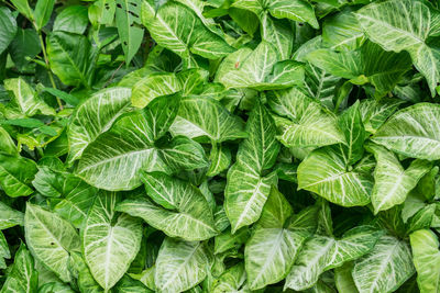 Caladium queen of the leafy plants full background