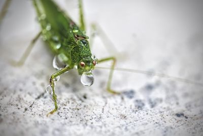 Close-up of insect on floor