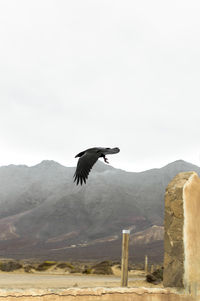 Bird flying over mountain against sky