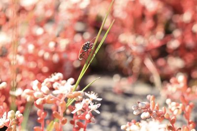 Close-up of butterfly pollinating on flower