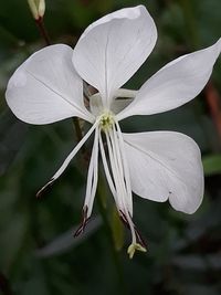 Close-up of white flowering plant