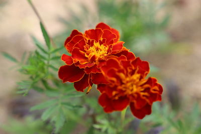 Close-up of red flower