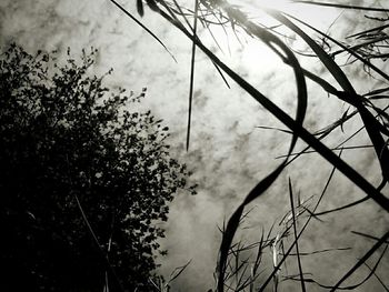 Low angle view of bare trees against cloudy sky