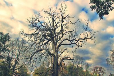 Low angle view of bare tree against sky