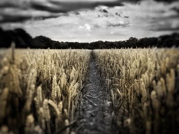 Scenic view of field against cloudy sky