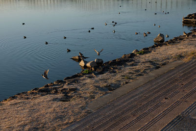 High angle view of birds flying over lake