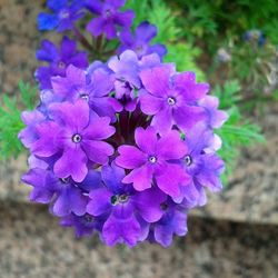 Close-up of purple flowers blooming outdoors