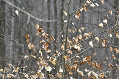 Close-up of wilted flower on tree