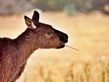 Close-up of kangaroo on field