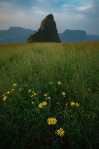 Scenic view of grassy field against sky