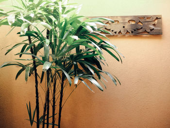 Close-up of potted plant on wall