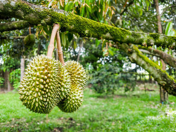 Close-up of fruit growing on tree