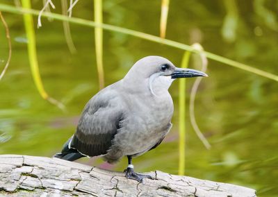 Close-up of bird perching on a lake