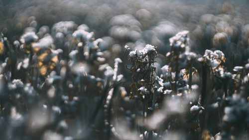 Close-up of frozen water