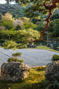 Trees and rocks in park