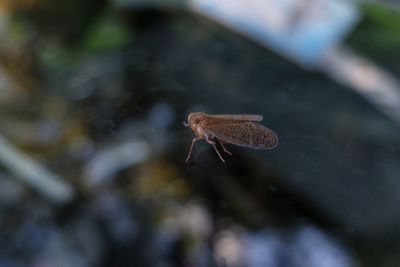 Close-up of insect on leaf