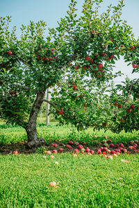 View of red flowering plants on field