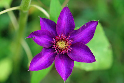 Clematis blossom 