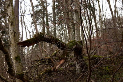 Dead tree in forest