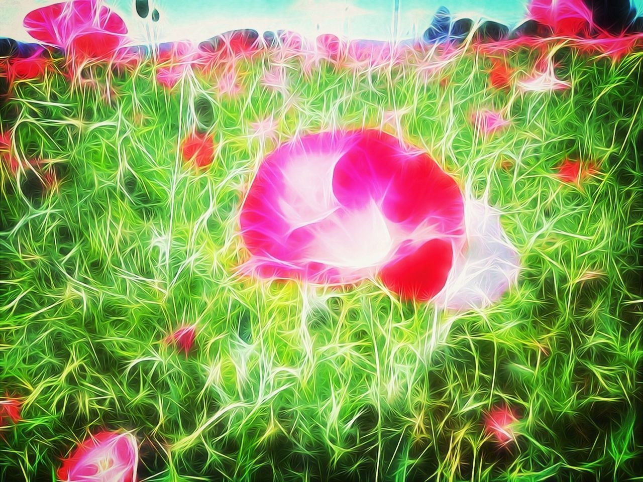 flower, freshness, growth, fragility, petal, flower head, plant, beauty in nature, blooming, field, pink color, nature, red, grass, stem, green color, in bloom, close-up, focus on foreground, poppy