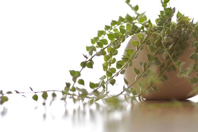 Close-up of ivy against white background