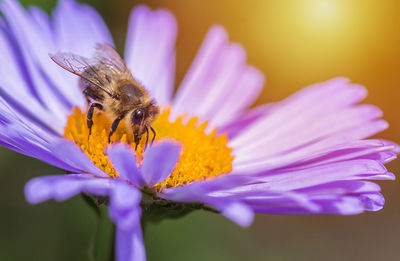 Close-up of bee on flower