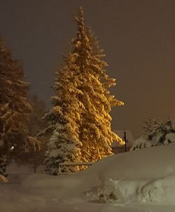 Trees on snow covered land against sky at night