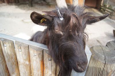 Close-up of an animal