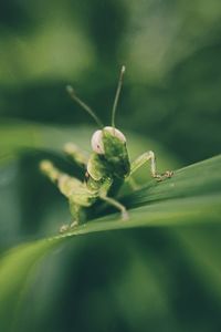 Close-up of grasshopper on plant