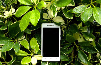 Close-up of mobile phone on green leaves