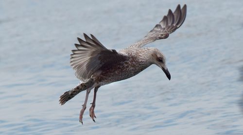 Close-up of eagle flying in water