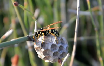 Close-up of insect on plant