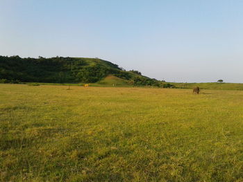 Scenic view of field against clear sky