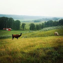 Horse grazing on grassy field