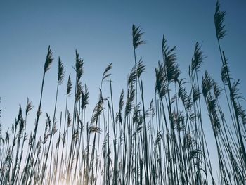 Low angle view of stalks against clear blue sky