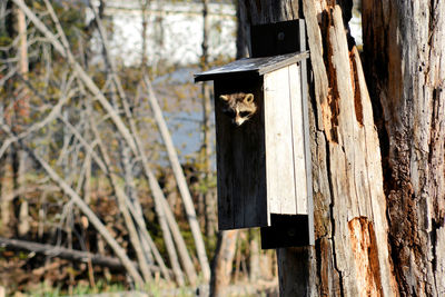 High angle view of wooden post in forest