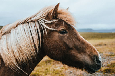 Close-up of a horse on field