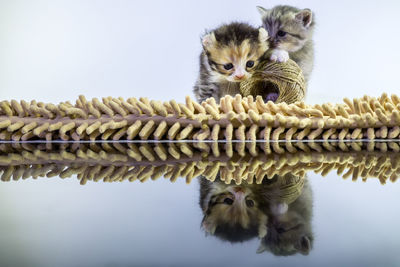 Kittens playing with wool on glass