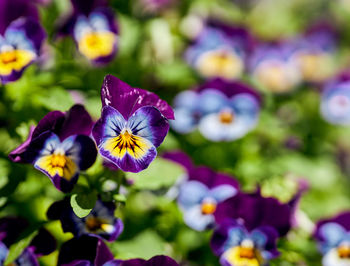 Close-up of purple flowering plant