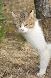 Close-up of a cat on field