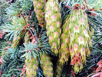 High angle view of succulent plant
