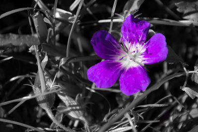 Close-up of purple flowers blooming outdoors