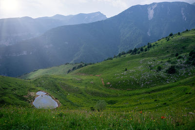 Summer view of the lessinia regional natural park, with free-roaming cows grazing, 