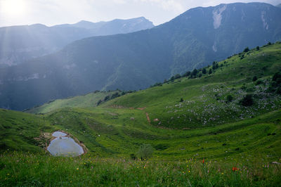 Summer view of the lessinia regional natural park, with free-roaming cows grazing, 