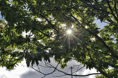 Low angle view of sunlight streaming through tree