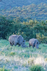 Side view of elephant in grass