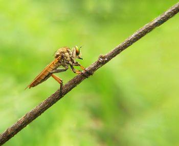 Close-up of bee on plant