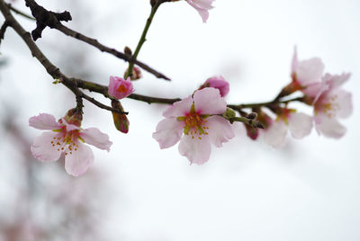 Close-up of cherry blossoms in spring