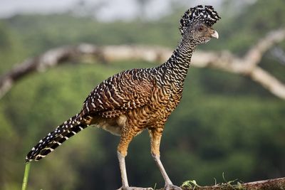 Close-up of a bird on field